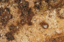 Stones International Anatolia