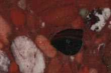 Stones International Red Marinace