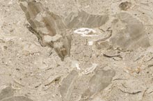 Stones International Aurisina Fiorita