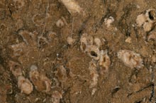 Stones International Rasotica
